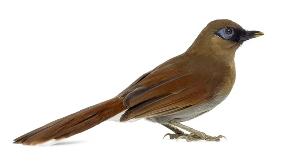 Grey Sided Laughingthrush isolated on white — Stock Photo, Image