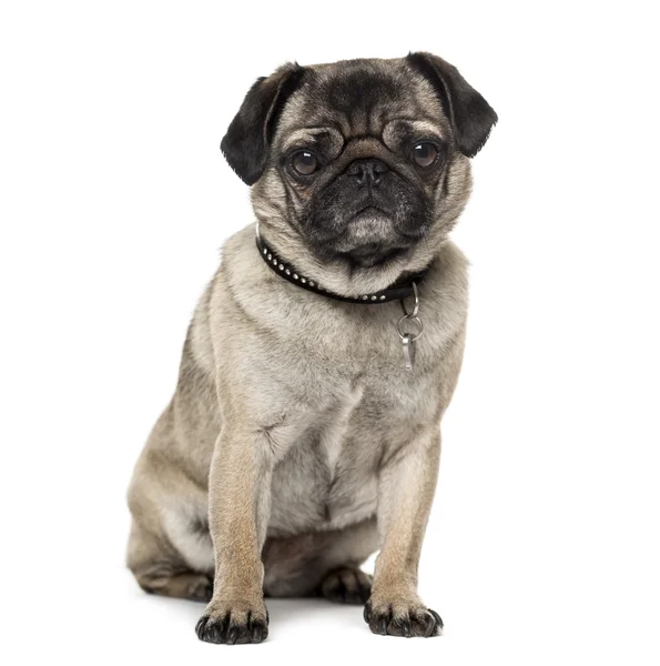 Pug isolated on white — Stock Photo, Image