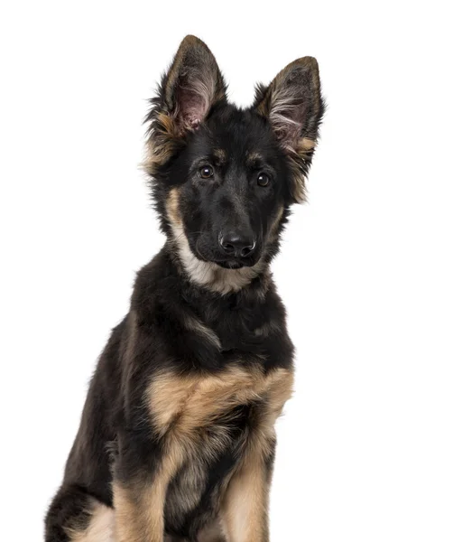 Schäferhund Welpe isoliert auf weiß — Stockfoto