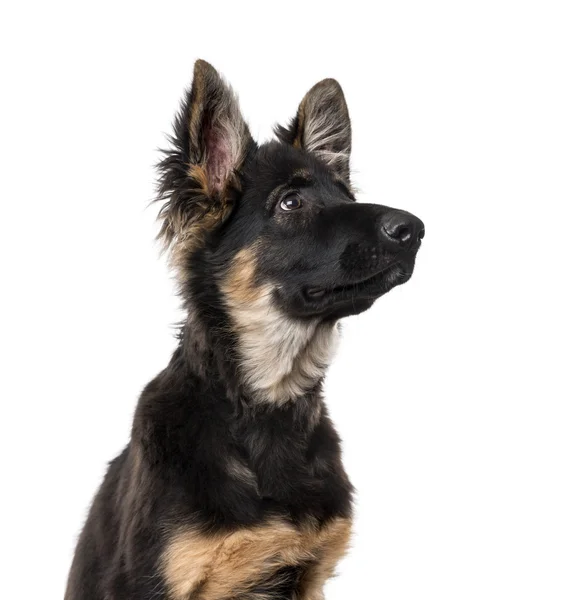 German Shepherd Dog puppy isolated on white — Stock Photo, Image