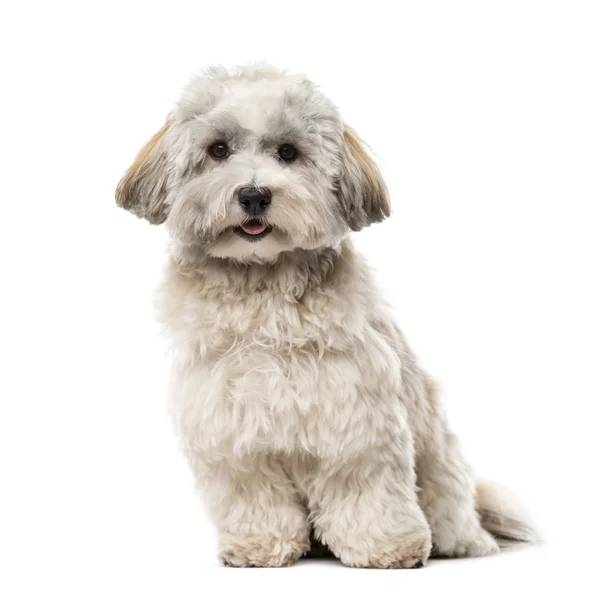 Havanese isolado em branco — Fotografia de Stock