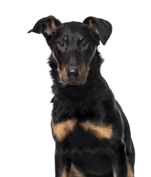 Beauceron kiskutya elszigetelt fehér — Stock Fotó