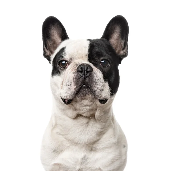 Bulldog francês isolado em branco — Fotografia de Stock