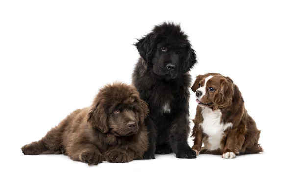 Cavalier King Charles Spaniel, Newfoundland, Newfoundland — Stock Photo, Image