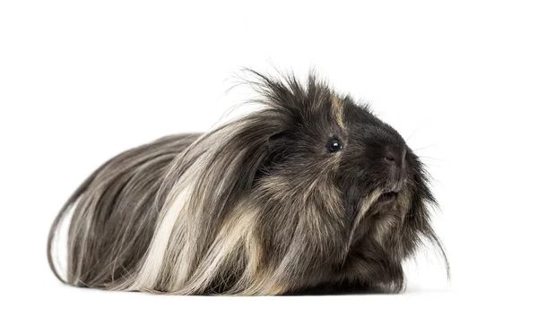 Cavia geïsoleerd op wit — Stockfoto