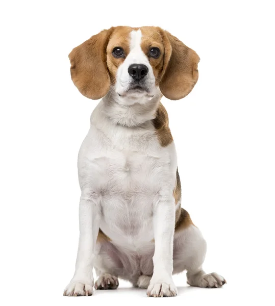 Beagle isolerad på vitt — Stockfoto