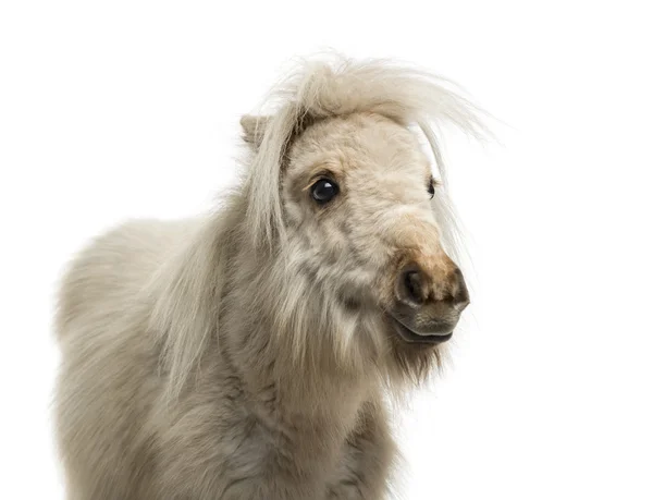 Шетландськіє поні ізольовані на білому — стокове фото
