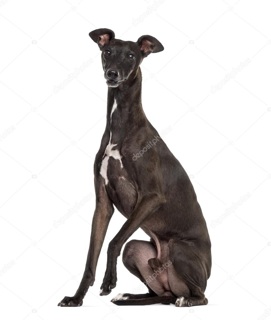 Italian Greyhound isolated on white — Stock Photo © lifeonwhite
