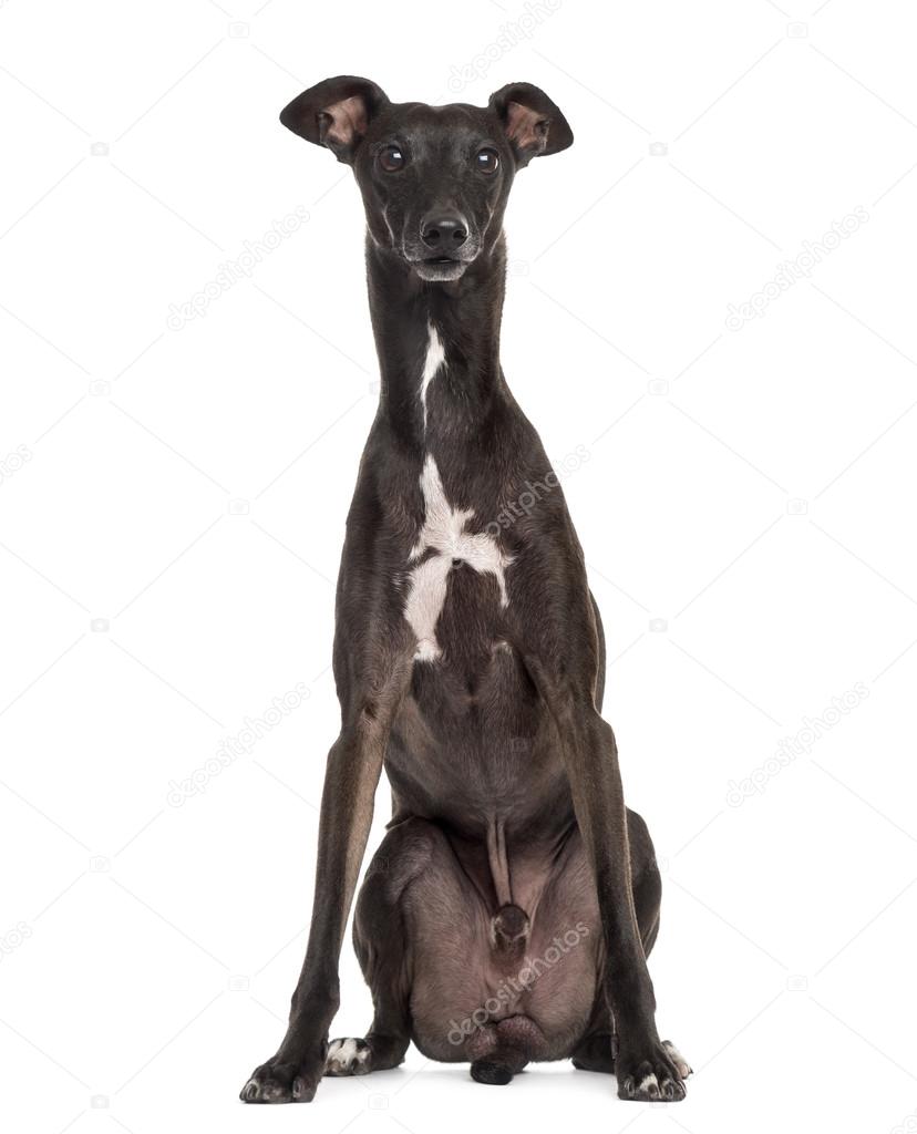 이탈리아 그레이하운드 흰색 절연 — 스톡 사진 © lifeonwhite #112432126, image size:828x1024