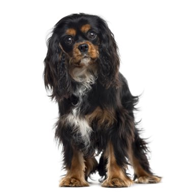 Şövalye Kral Charles Spaniel beyazı izole etti.