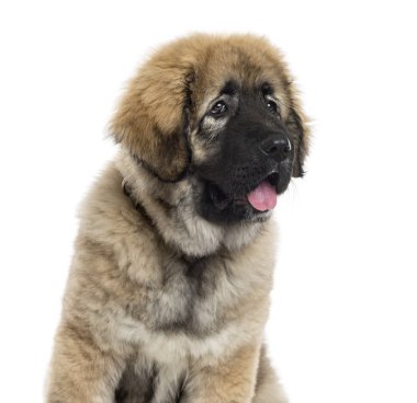 Kafkas çoban köpeği beyaz izole