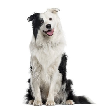 Avustralyalı çoban köpeği beyazı izole etti