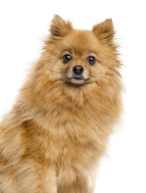 Alman beyaz izole Spitz