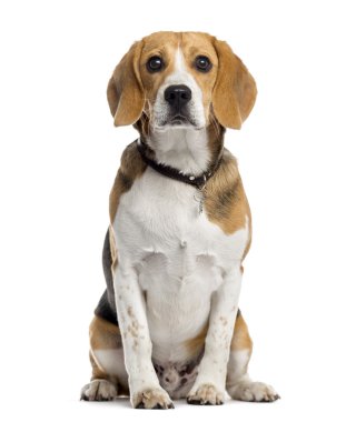 Beyaz köpek yavrusu.