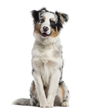 Avustralyalı çoban köpeği beyazı izole etti