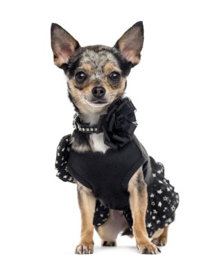 chihuahua üzerinde beyaz izole