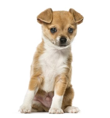 Chihuahua köpek yavrusu oturma ve seyir uzakta, beyaz izole