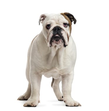 İngiliz Bulldog köpeği beyazda izole edilmiş.