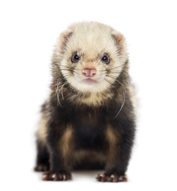 izole üzerine beyaz gelincik