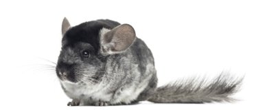 beyaz izole chinchilla