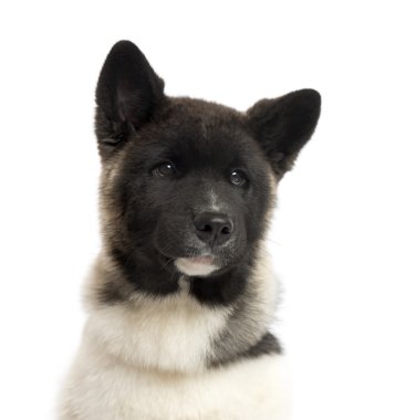 Beyaz izole bir Amerikan Akita köpek yavrusu, yakın çekim