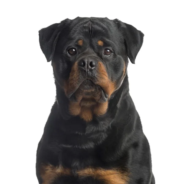 Rottweiler tittar på kameran, isolerad på vit — Stockfoto