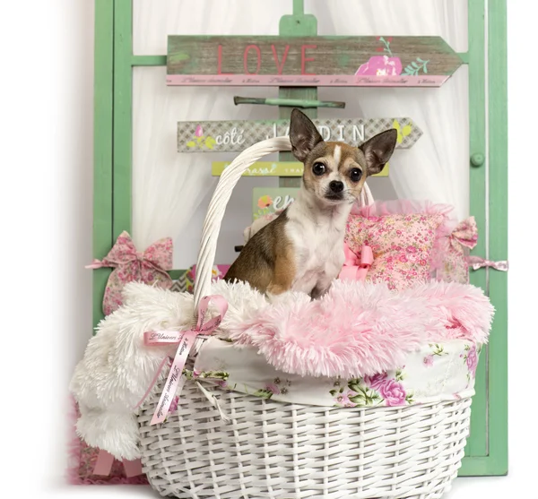 Chihuahua zit een rustieke achtergrond — Stockfoto
