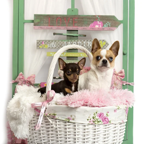 Casal de Chihuahua na frente de um fundo rústico — Fotografia de Stock