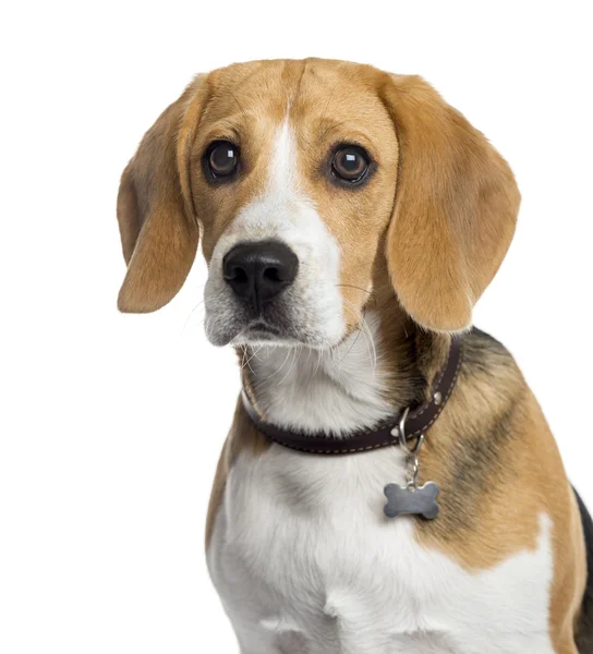 Chiot beagle isolé sur blanc — Photo