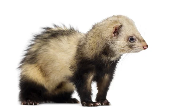 Ferret geïsoleerd op wit — Stockfoto