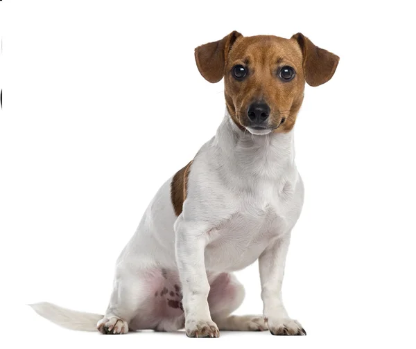 Jack russell terrier valp isolerad på vit — Stockfoto