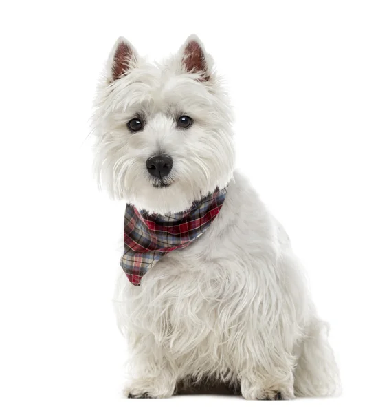 West Highland White Terrier isolado em branco — Fotografia de Stock