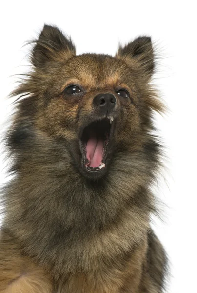 チワワと、ルルの犬は雑種のクローズ アップ — ストック写真