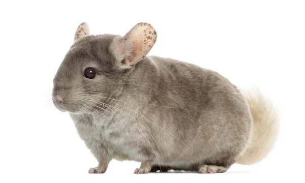 Chinchilla isoleret på hvid - Stock-foto