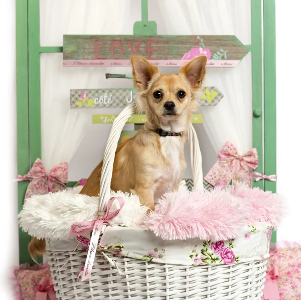 Chihuahua cachorro sentado frente a un fondo rústico — Foto de Stock