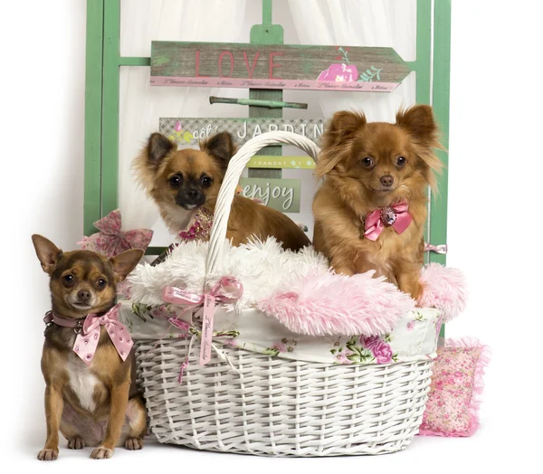 Skupina Chihuahua sedí v přední části rustikální pozadí — Stock fotografie