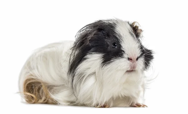 Guinea Pig isolated on white — Stock Photo, Image