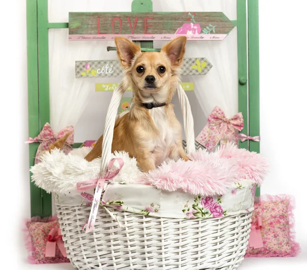 Chihuahua pup zit een rustieke achtergrond — Stockfoto