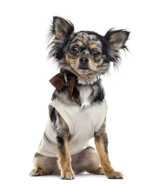 Chihuahua geïsoleerd op wit — Stockfoto
