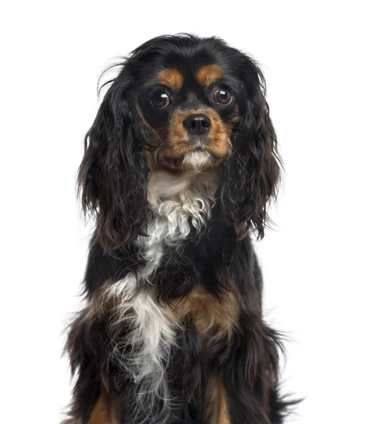 Cavalier Roi Charles Spaniel isolé sur blanc — Photo