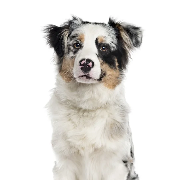 Cachorro pastor australiano aislado en blanco — Foto de Stock