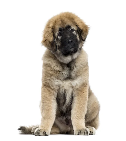 Kaukasischer Schäferhund isoliert auf weiß — Stockfoto