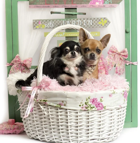 Coppia di Chihuahua di fronte ad uno sfondo rustico — Foto Stock