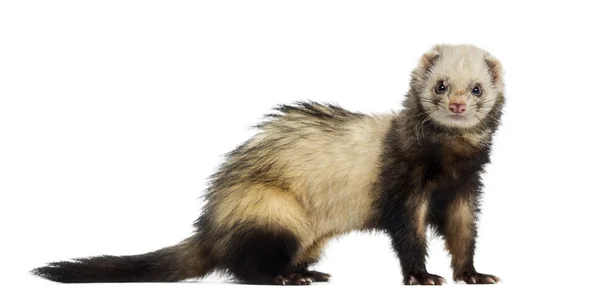 Ferret isolated on white — Stock Photo, Image