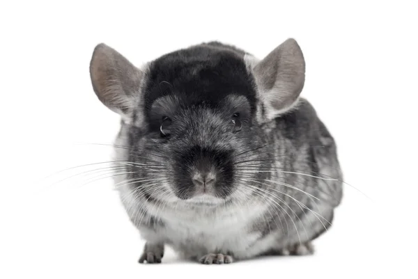 Chinchilla looking at the camera, isolated on white — Stock Photo, Image