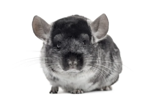 Chinchilla tittar på kameran, isolerad på vit — Stockfoto