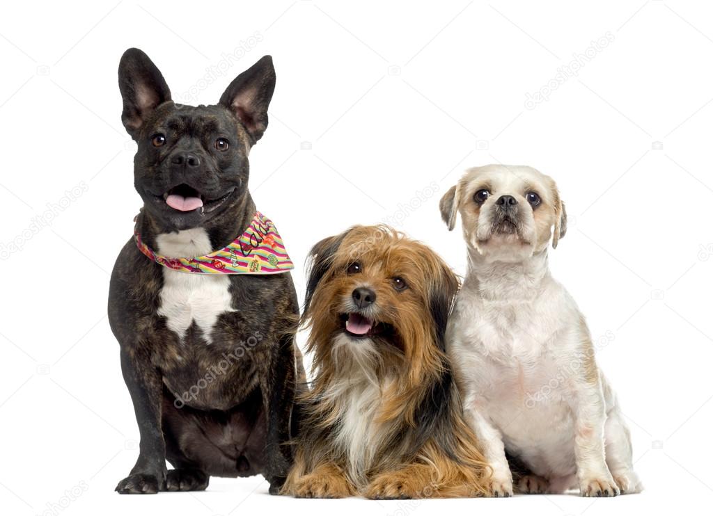 Crossbreed Dog Between A Amstaff And A Bulldog And A