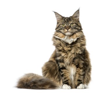 Maine Coon oturma ve seyir uzakta, beyaz izole