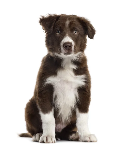 Cachorro de collie fronterizo aislado en blanco — Foto de Stock