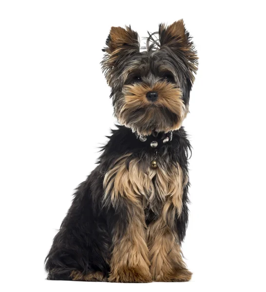 Yorkshire Terrier isolated on white — Stock Photo, Image